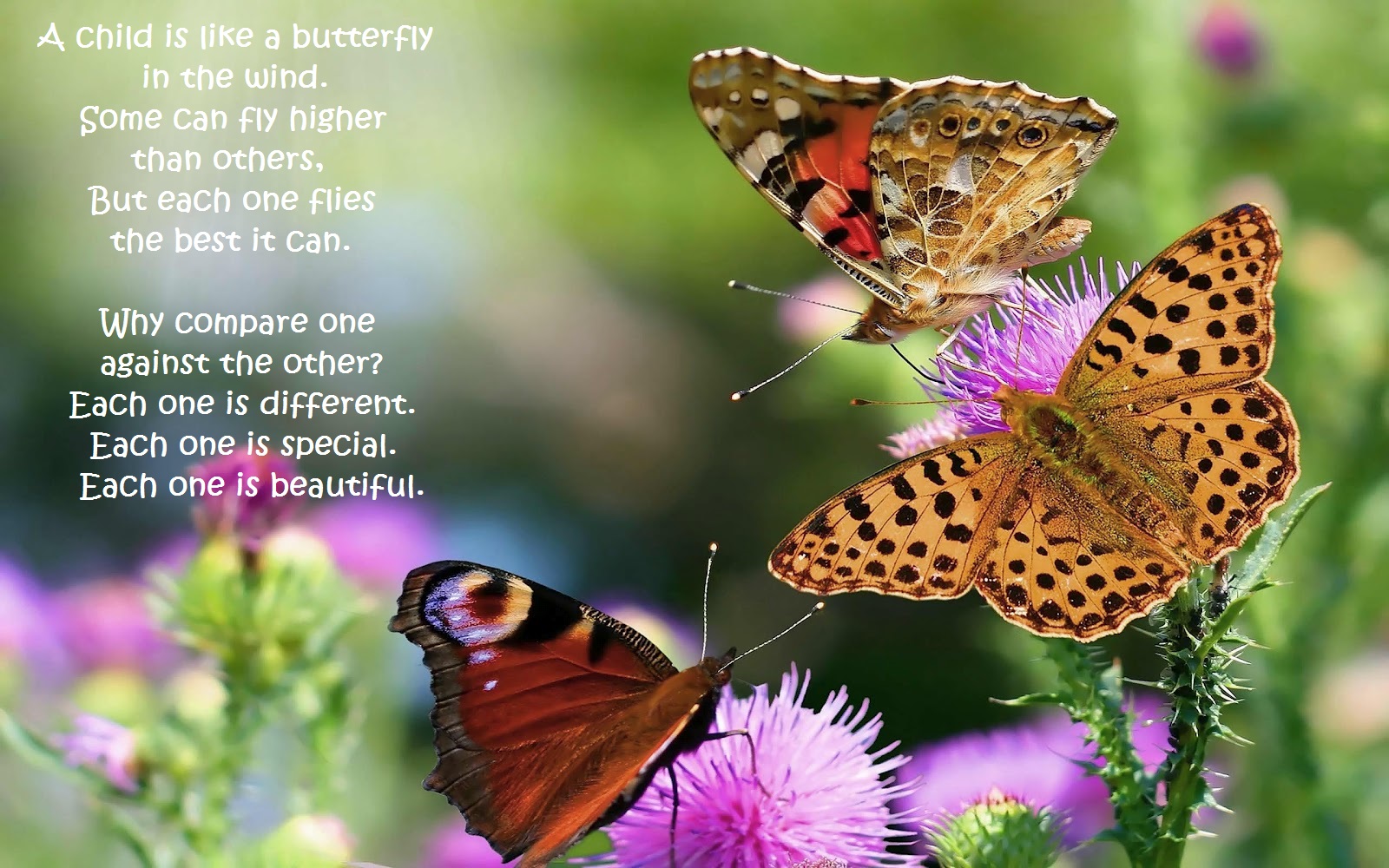 4website - vlinders - opgroeiend kind - Engels